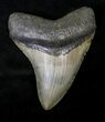 Curved Megalodon Tooth - North Carolina #19051-1